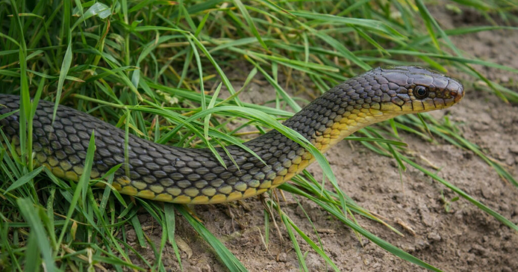Зображений полоз жовточеревий (Dolichophis caspius) в траві