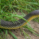 Зображений полоз жовточеревий (Dolichophis caspius) в траві