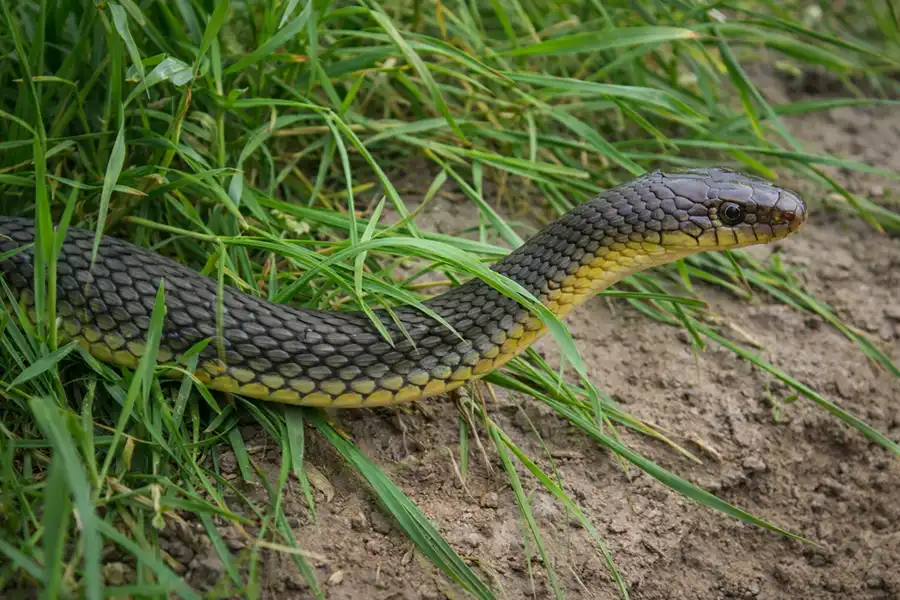 Полоз жовточеревий (Dolichophis caspius) повзе з трави