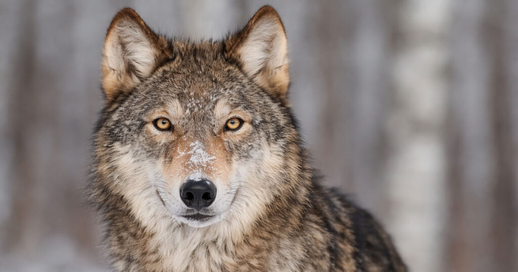 Вовк (Canis lupus L.) на фоні зимовоголісу