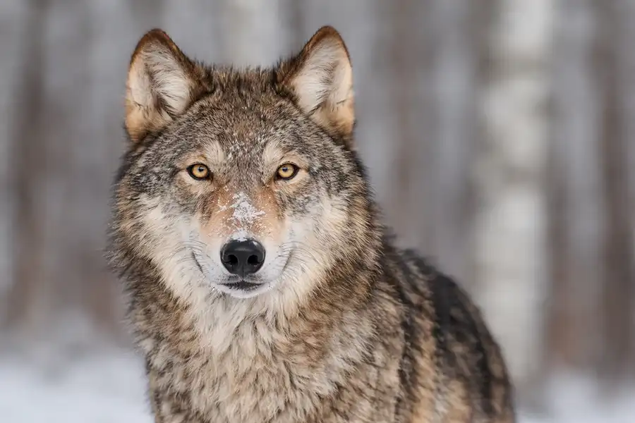 Вовк (Canis lupus L.) у зимовому лісі