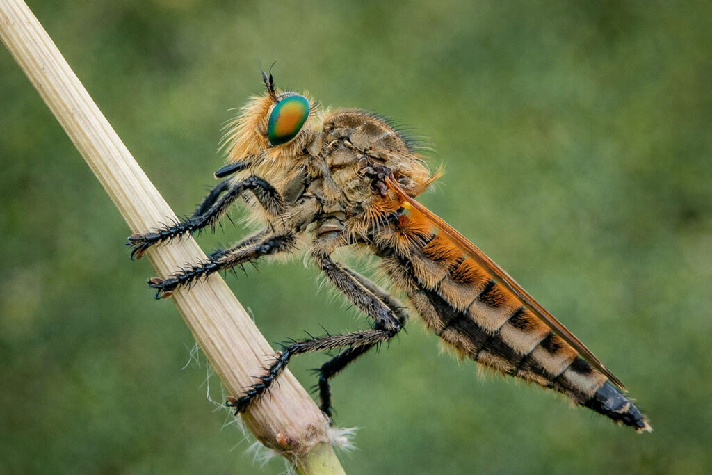 Ктир (Asilidae) на рослині у засідці