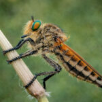 Ктир (Asilidae) на рослині у засідці