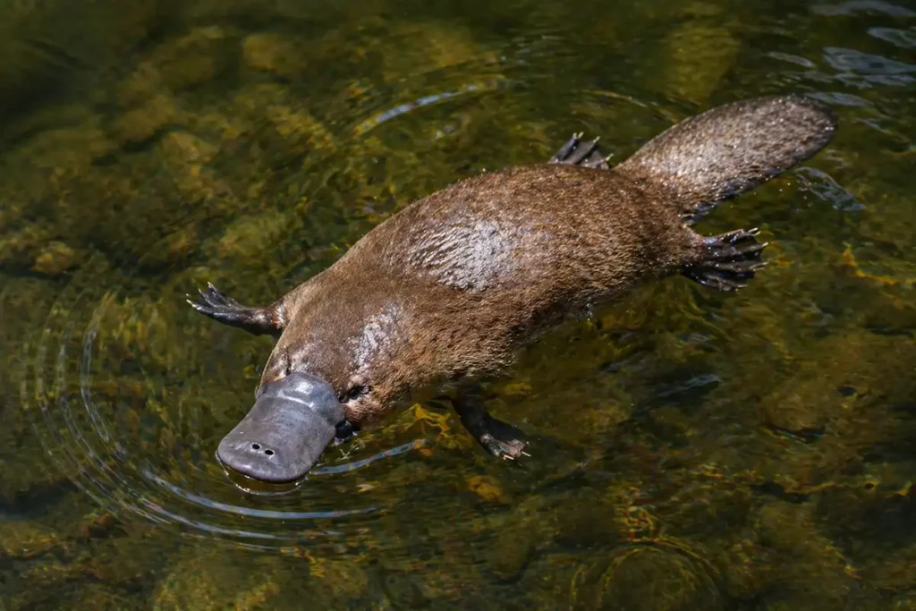 Качконіс (Ornithorhynchus anatinus) у воді