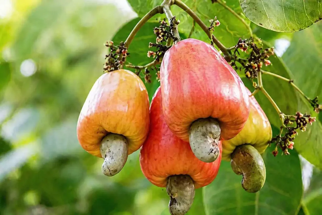 Горіх кеш’ю (Anacardium occidentale)