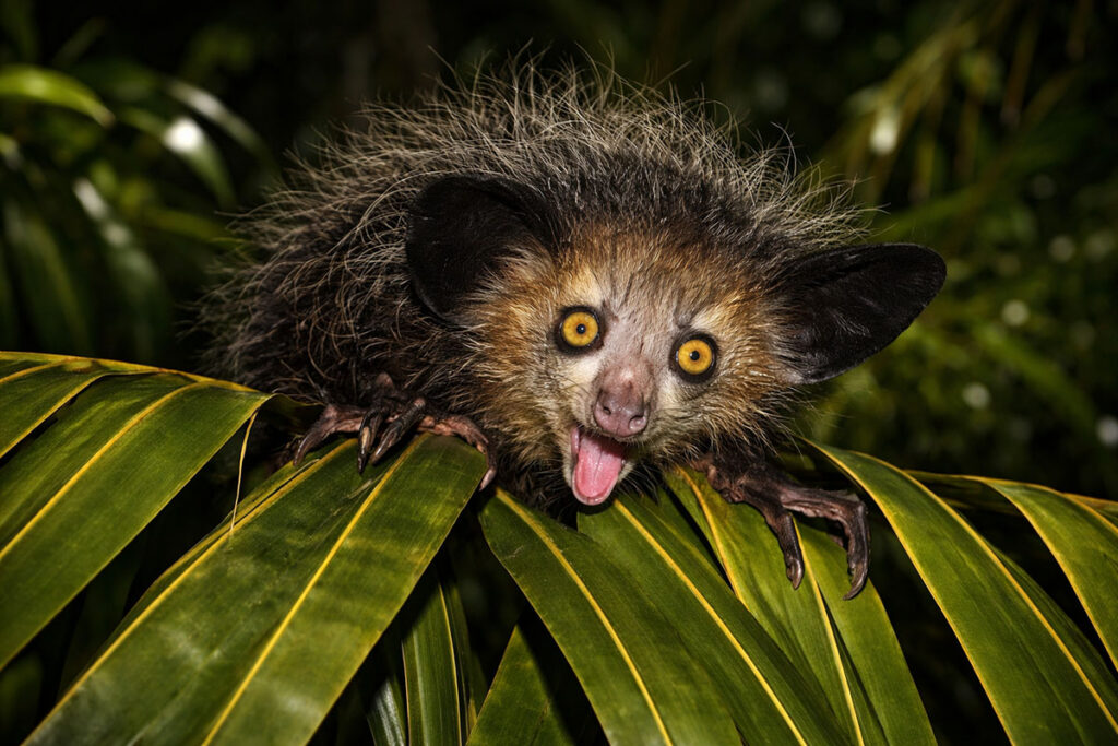 Мадагаскарська руконіжка Ай-ай (Daubentonia madagascariensis)
