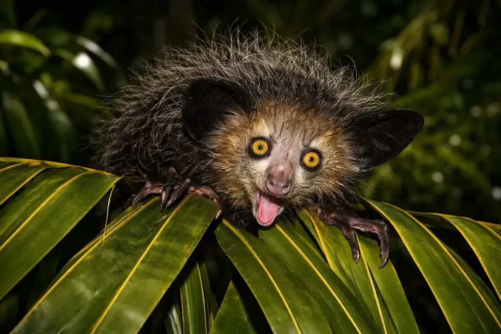 Мадагаскарська руконожка Ай-ай (Daubentonia madagascariensis)
