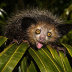 Мадагаскарська руконіжка Ай-ай (Daubentonia madagascariensis)