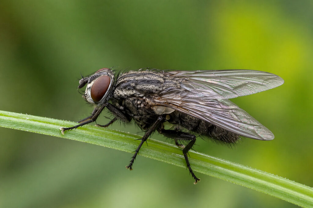 Муха кімнатна (Musca domestica) на стеблі рослини