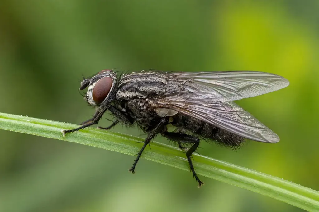Муха кімнатна (Musca domestica) на стеблі рослини