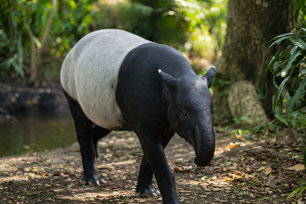 Тапір (Tapirus) в природному середовищі
