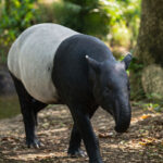Тапір (Tapirus) в природному середовищі