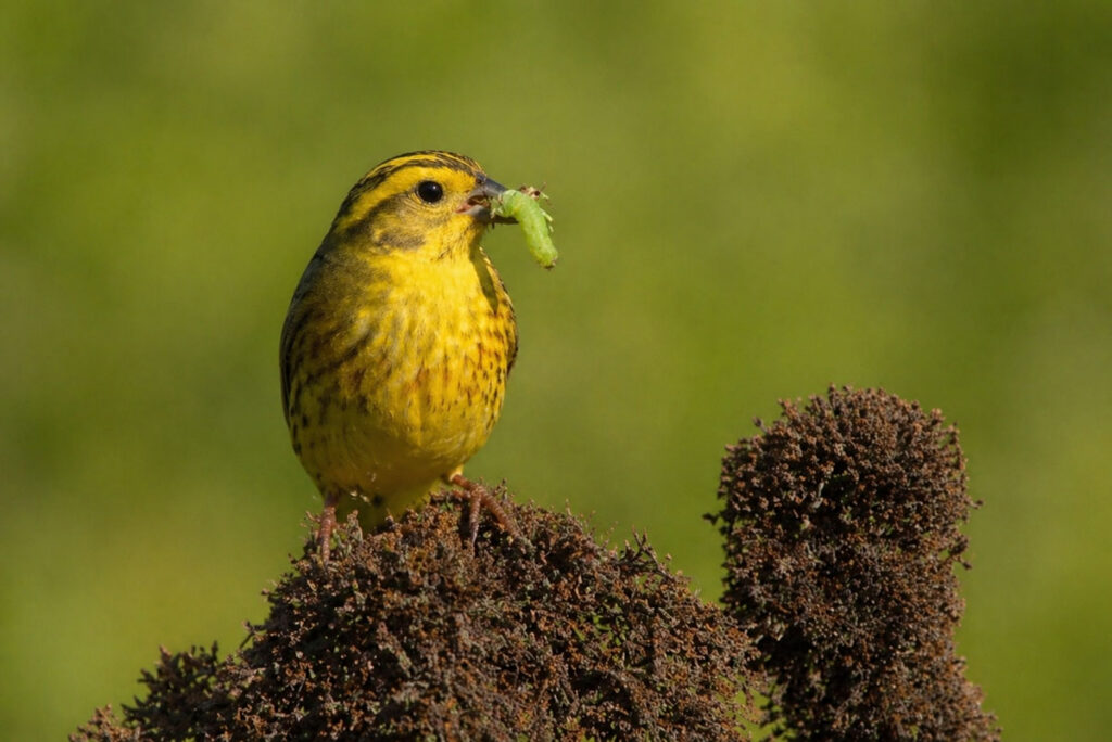 Вівсянка звичайна або жовтобрюшка (Emberiza citrinella)