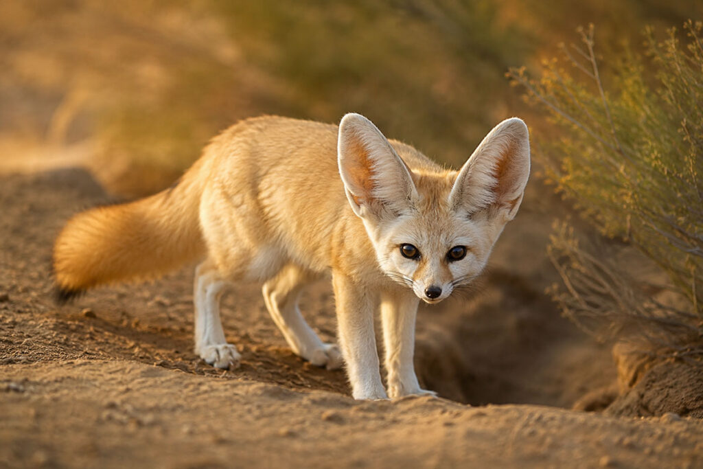 Фенек (Vulpes zerda) біля нори в пустелі