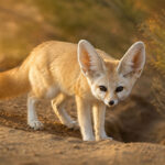 Фенек (Vulpes zerda) біля нори в пустелі