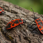Клоп-солдатик (Pyrrhocoris apterus) на дереві