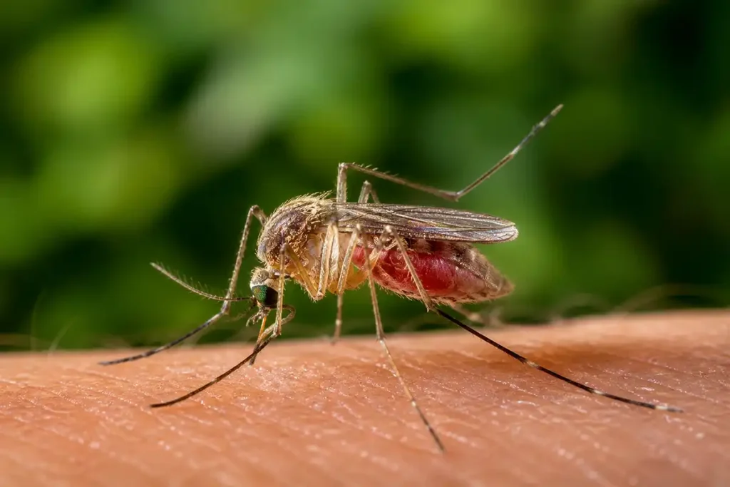 Комар (Culicidae) сидить на людському тілі