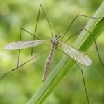Комар-довгоніжка (Tipulidae)