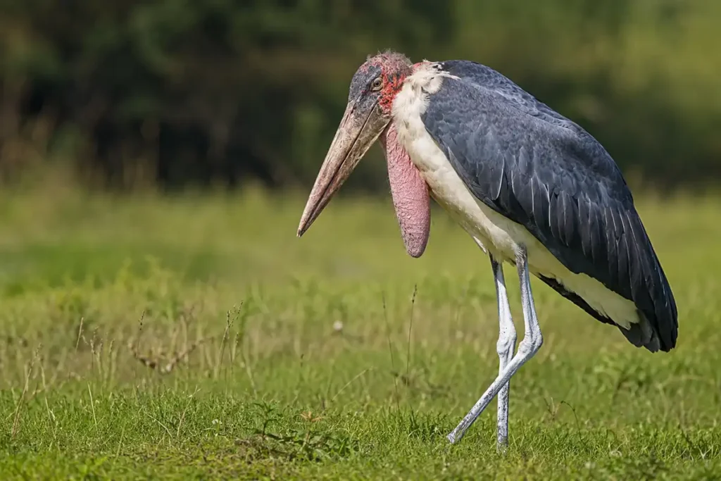 Марабу (Leptoptilos crumenifer) - африканський родич лелеки