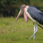 Марабу (Leptoptilos crumenifer) - африканський родич лелеки
