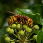 Шершень (Vespa crabro) на рослині