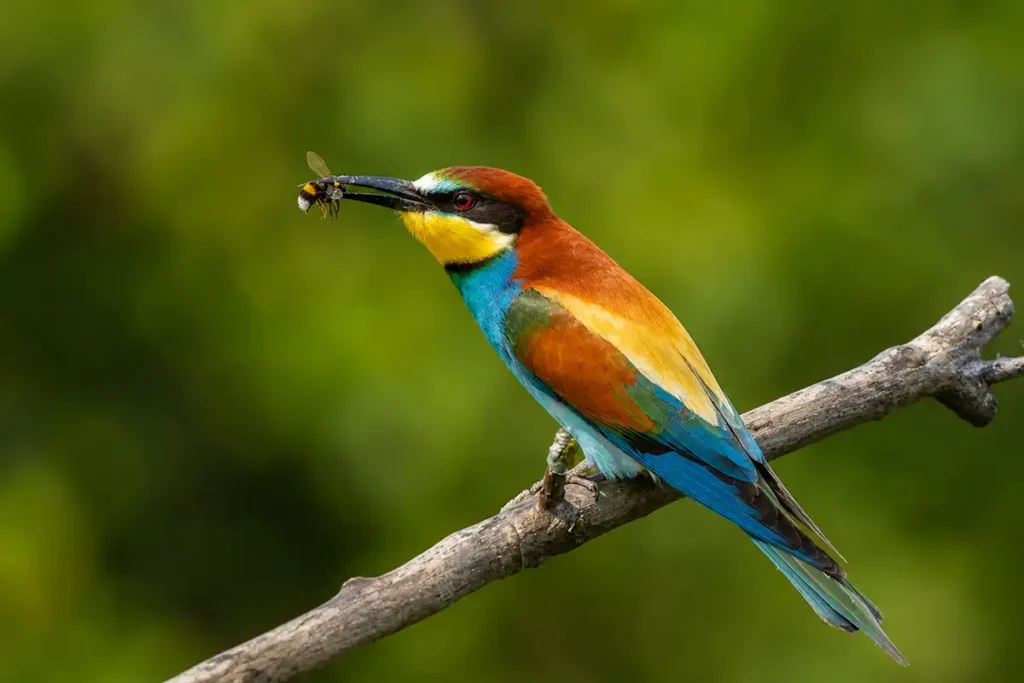 Бджолоїдка звичайна (Merops apiaster) з комахою у дзьобі