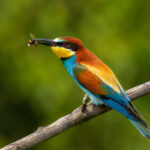 Бджолоїдка звичайна (Merops apiaster) з комахою у дзьобі