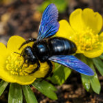 Ксилокопа або бджола-тесляр (Xylocopa)