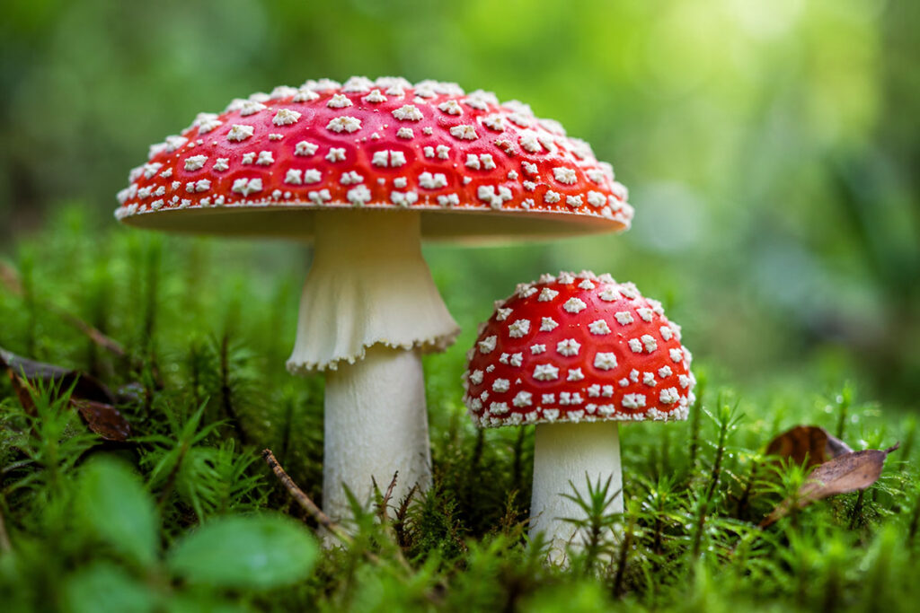 Мухомор червоний (Amanita muscaria)