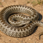 Степова гадюка (Vipera renardi)