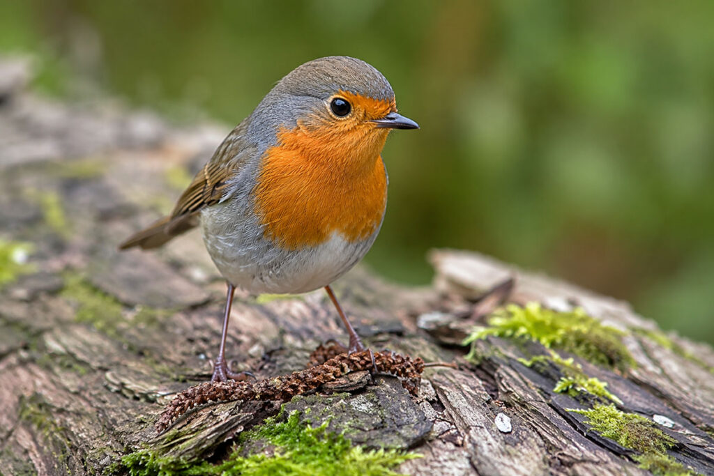 Вільшанка звичайна або малинівка (Erithacus rubecula)