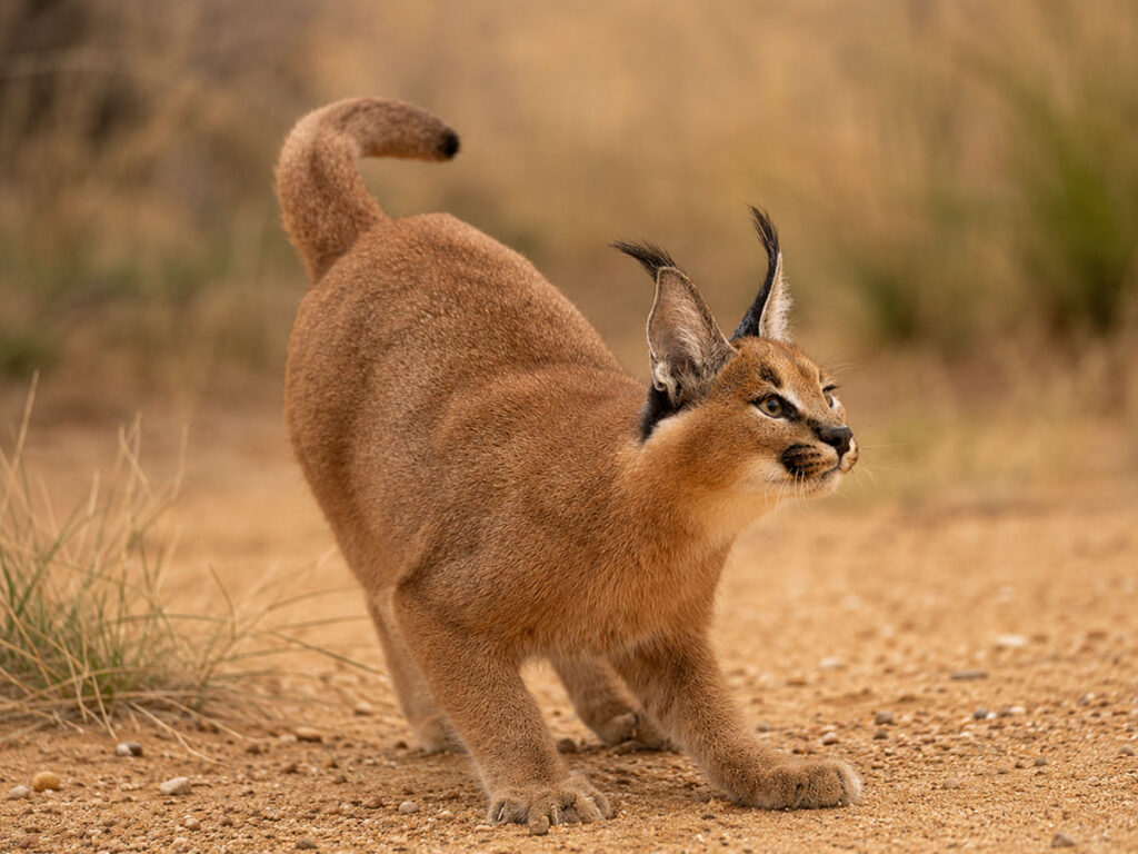 Каракал (Caracal caracal)