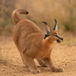 Каракал (Caracal caracal)