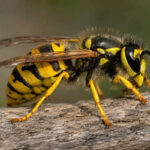 Оса звичайна (Vespula vulgaris)