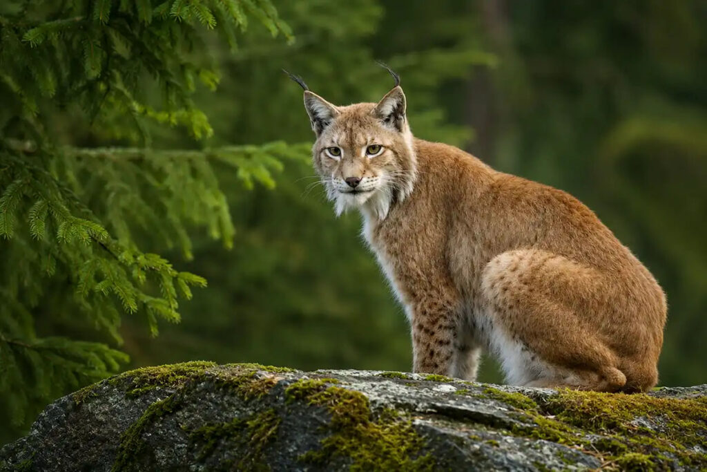 Рись (Lynx lynx)