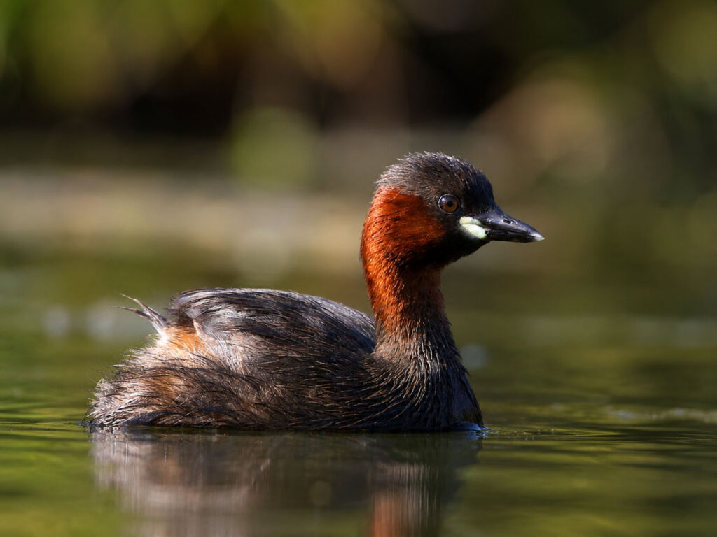 Пірникоза мала або норець малий (Tachybaptus ruficollis)