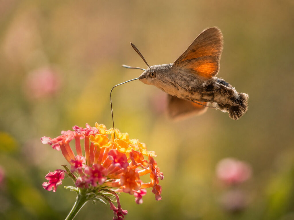 Метелик бражник язикан (Macroglossum stellatarum) біля квітки