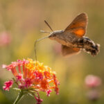 Метелик бражник язикан (Macroglossum stellatarum) біля квітки