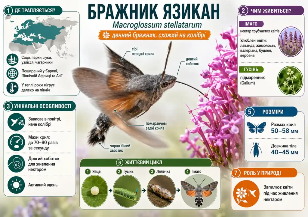 Бражник язикан - інфографіка