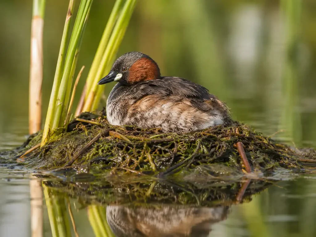 Пірникоза мала або норець малий на гнізді серед води